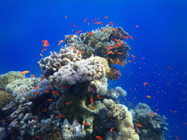 Okyanusta renkli tropikal Anthias Balıkları. Deniz kenarındaki Mercan Resifi 'nde Altın Balık Okulu.