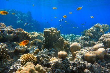 Okyanus kıyısındaki mercan kayalıklarında renkli tropikal altın balıklar. Kızıl Deniz 'de tuzlu su Kızıl Anthias Balığı.