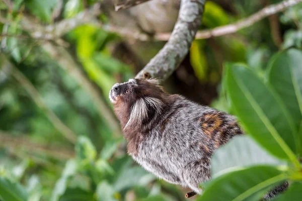 Common Marmoset Monkey (Callithrix Jacchus) In Amazon Rainforest. mono salvaje curioso lindo en la selva . — Foto de Stock