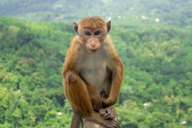 Amazon Yağmur Ormanlarında Yaygın Marmoset Maymunu (Callithrix Jacchus)