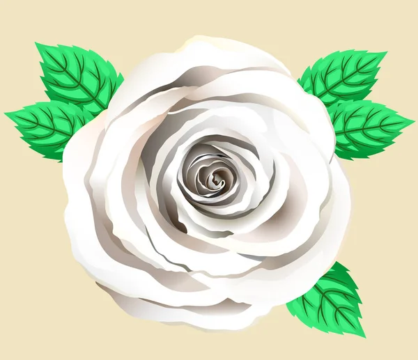 Διάνυσμα μόνο λευκό τριαντάφυλλο λουλούδι. Τριαντάφυλλο Κλιφ με πέταλα και φύλλα. Χειροποίητο καλάθι με όμορφη κρέμα τριαντάφυλλο. — Διανυσματικό Αρχείο