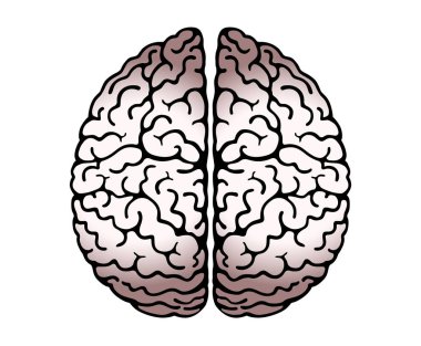 İnsan Beyni Beyazlar Arkaplanının Vektör Tasviri. Beyin yarıküresi, Zihin Bükülmeleri, Beyin Bükülmeleri. Yukarıdan Görünüm, Cephe Görünümü, Gerçekçi Bilim Anatomisi.  