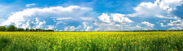 自然景观中的美丽。 油菜花或黄菜籽田全景视图. Idyllic Blooming Spring Meadow. — 图库照片