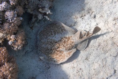 Indo-Pacific Panter Elektrikli Işını (Torpido Panthera) Kızıl Deniz 'de. Tropikal mercan resifinin yakınındaki kum çukurunda yuva yapan tehlikeli su altı hayvanları. Leopar Stingray Back, Yaklaş. 