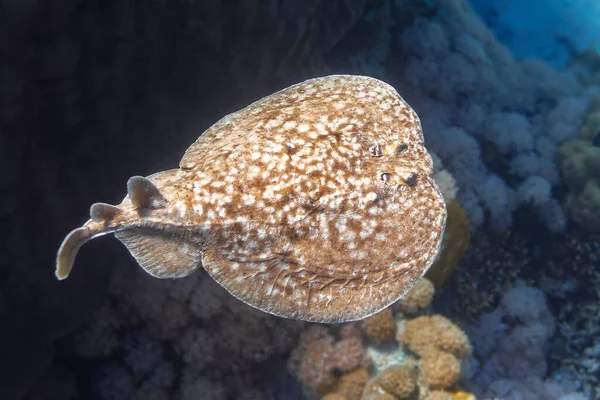 Panther Electric Ray (Torpedo panthera) Nel Mar Rosso, Egitto. Animale subacqueo pericoloso vicino alla barriera corallina tropicale. Close Up del leopardo Ray torna in natura . — Foto Stock