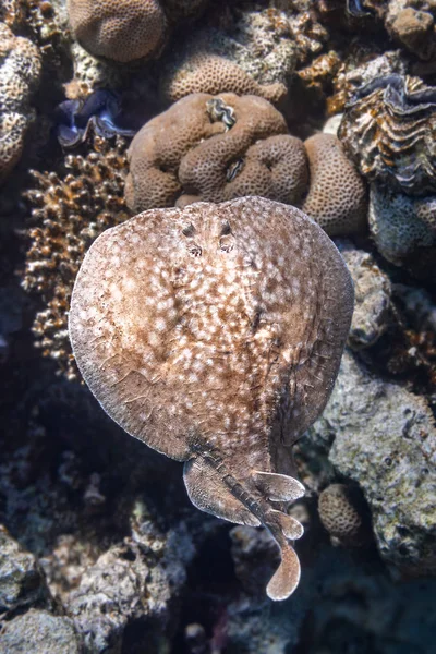 Panther Electric Ray (Torpedo panthera) Nel Mar Rosso, Egitto. Animale subacqueo pericoloso sopra la barriera corallina tropicale. Primo piano della schiena di Leopard Ray con macchie . — Foto Stock