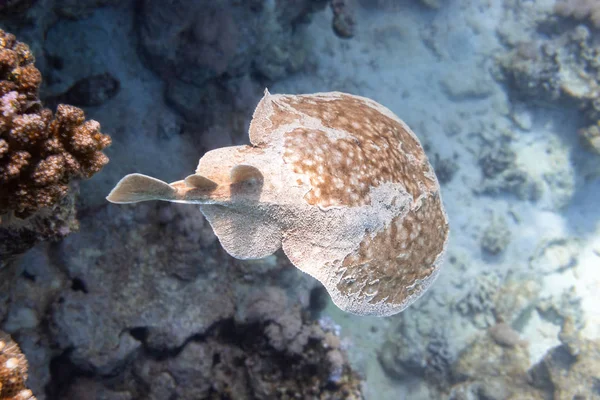 Panther Electric Ray (Torpedo panthera) En Mer Rouge, Egypte. Dangereux animal sous-marin au-dessus du récif corallien tropical. Gros plan de Leopard Stingray Retour dans le sable . — Photo