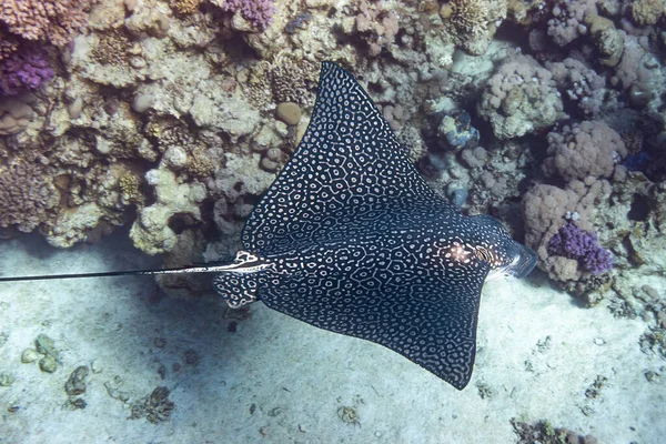 Rayon d'aigle tacheté (Aetobatus narinari) En mer Rouge, Égypte. Gros plan du dangereux léopard sous-marin Stingray s'envole au-dessus du récif corallien tropical . — Photo