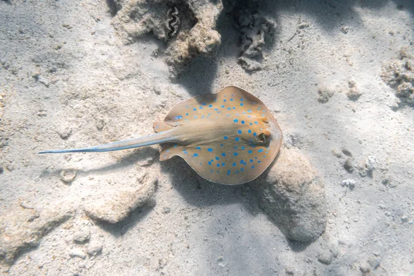 Blauwe lintstaartrog (Taeniura lymma) in de Rode Zee, Egypte. close-up van gevaarlijke onderwater gevlekte pijlstaartrog Laing in het zand. — Stockfoto