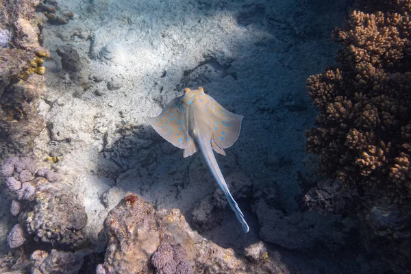 Bluespotted Ribbontail Ray (Taeniura lymma) In Red Sea, Egypt. Gros plan d'une raie tachetée sous-marine dangereuse s'élevant au-dessus du récif corallien  . — Photo
