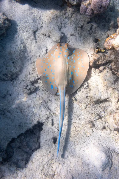 Bluespotted Ribbontail Ray (Taeniura lymma) Nel Mar Rosso, Egitto. Close Up di pericoloso subacqueo macchiato Stingray posa nella sabbia . — Foto Stock
