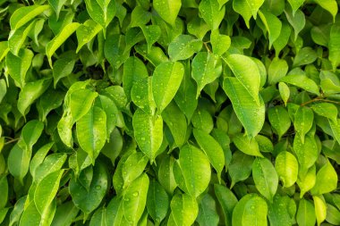 Yapraklara çiy damlaları düşer, yakın plan. Yağmurdan Sonra Taze Yeşil Yapraklar. Parlak gür yaprakları ve su damlaları olan ağaç dalları. Bahar ya da Yaz Güneşli Günü, Tazelik. Çiçek Arkaplanı.