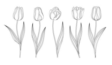 Vektör El Koleksiyonu Kök ve Yapraklı Laleler. Farklı bahar çiçekleri seti. İzole edilmiş Tulip Skeç Parçaları. Tüylü siyah çizgiler, lale tomurcukları, çiçek açan çiçekler. Şeffaf Arkaplan.