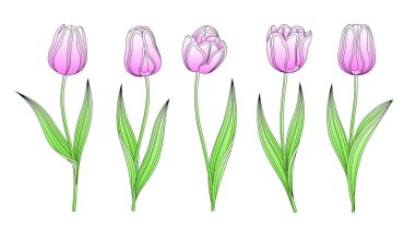 Vektör El koleksiyonu. Kök ve yapraklı pembe laleler. Farklı suluboya bahar çiçekleri seti. İzole edilmiş Tulip Skeç Parçaları. Tüy Siyah Çizgiler, Keçeli Kalem Lale Tomurcukları, Çiçek. 