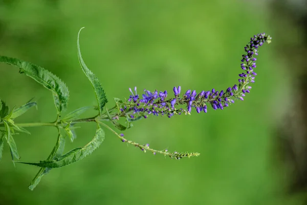 Цветущий Фиолетовый Полевой Цветок Зеленом Фоне Blue Salvia Salvia Farinacea — стоковое фото