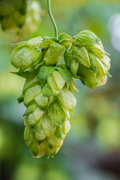 Common Hop Cone (Humulus lupulus), Ripe Hops Crop. Fresh Raw Material For Brewery, Beer And Bread Ingredient. Green Highly Detailed Cascade Cone, Close-up, Soft Focus.