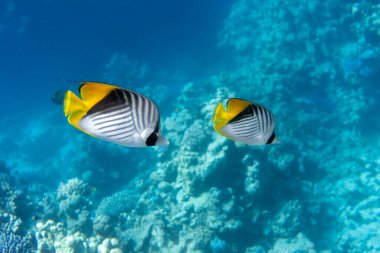 Okyanusta Kelebek Balığı, Mercan Resifi 'nin yanında, yan manzaralı. Siyah, sarı ve beyaz çizgili ince kanatlı kelebek balığı. Kızıl Deniz 'deki renkli tropikal balıklar, Mısır. Mavi Turkuaz Su, Su Altında. 