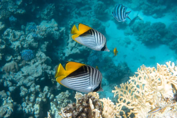 Okyanustaki Mercan Resifinin Yanında Kelebek Balığı Siyah Sarı Beyaz Çizgili — Stok fotoğraf