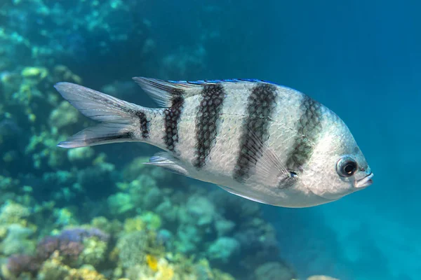 Scissortail Sergeant (Major, Pintano, Abudefduf) In Blue Turquoise Water. Striped Indo-Pacific Tropical Fish In The Ocean.  Colorful Beautiful Saltwater Fish In The Red Sea Near Coral Reef. Close Up.