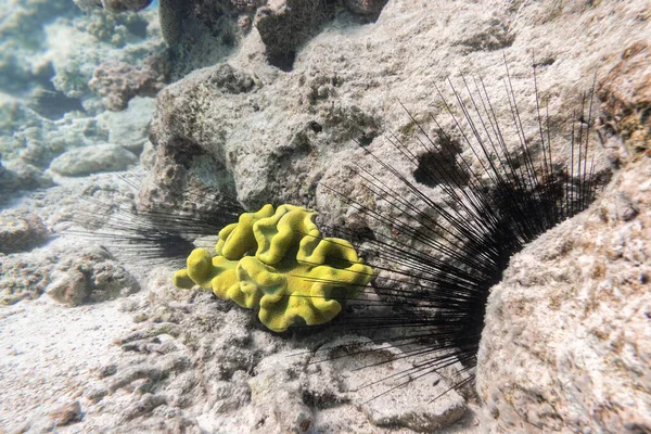 Long Spined Sea Urchin Diadema Setosum Hiden Sandy Seabed Bright — Stock Photo, Image