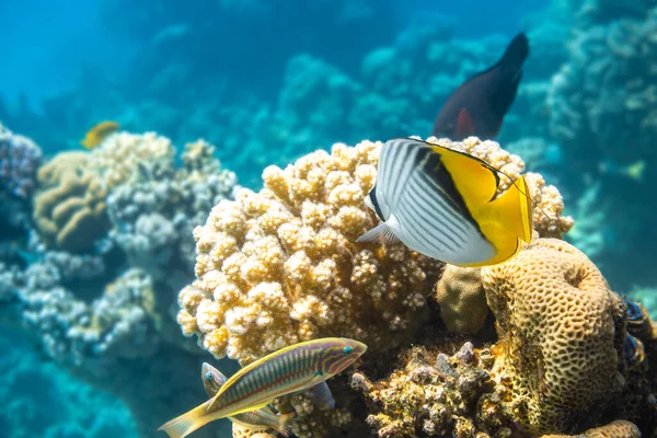 Butterfly Fish And Thalassoma Pavo Near Coral Reef In The Ocean. Threadfin Butterflyfish With Black, Yellow And White Stripes. Colorful Tropical Fish In The Red Sea, Egypt. Blue Turquoise Water.