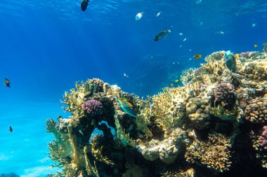 Mercan Resifi ve Kızıl Deniz 'deki Tropikal Balık, Mısır. Mavi Turkuaz Açık Okyanus Suyu, Sert Mercanlar ve Derinlerde Kayalar, Su yüzeyinde parlayan güneş ışınları, Sualtı Çeşitliliği.
