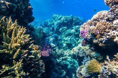Mercan Resifi ve Okyanustaki Tropikal Balık, Kızıl Deniz. Mavi Turkuaz Su, Farklı Sert Mercan Türleri (Branch, Massive, Fire), Yaşayan Mercanlar, Sualtı Çeşitliliği.