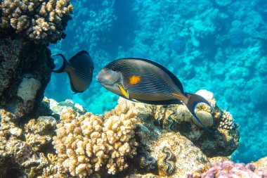 Okyanustaki Tropikal Balık, Mercan Resifi 'nin yanında. Sohal Cerrah Balığı (Acanthurus Sohal) Karadeniz, Sarı ve Mavi çizgili Mısır 'da. Yan Görünüm, Yakın Yaklaş. Su altı çekimi..