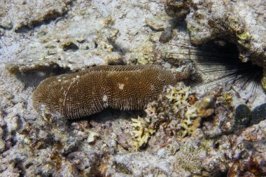 Deniz hıyarı (Holothuroidea) Okyanus tabanında yatan, Deniz kestanesi (Diadema Setosum) Kayada saklanan. Deniz Çinodermi Hayvanı, Kumlu Okyanus Yatağı, Kızıl Deniz, Mısır.