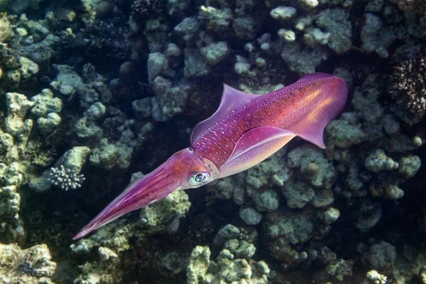 Calamari Rossi Della Barriera Corallina Con Grandi Occhi Profondi Sott — Foto Stock