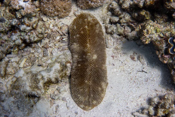 Cetriolo Mare Holothuroidea Posa Nel Fondo Dell Oceano Echinoderm Marino — Foto Stock