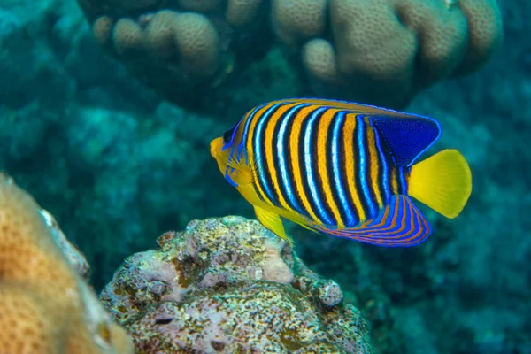 Королівська Ангела Грец Angelfish Кораловому Рифі Червоне Море Єгипет Тропічні — стокове фото