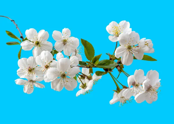 Cherry Blossom Isolated Blue Background White Spring Flowers Blooming Branch — Stock Photo, Image