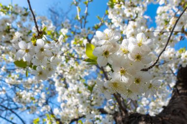 Açık mavi bir gökyüzünün önündeki kiraz çiçeği. Beyaz Bahar Çiçekleri, Yeşil Yapraklı Çiçek Dalları. Hassas Sakura Çiçekleri, Bahar Güneşli Günü.
