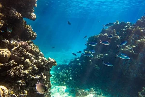 Coral Reef And Shoal Of Bright Blue Stripped Tropical Fish In Red Sea. Blue Lunar Fusilier (Caesio Lunaris), Hard Corals And Rock In The Depths, Sun Rays Shining Through Water Surface.