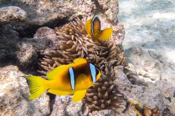 Two Orange Clownfish Anemone Fish Anemone Soft Coral Pair Bright — Stock Photo, Image