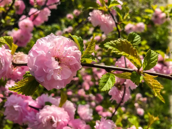 Prunus Triloba 花李子 花杏仁 路易尼亚 分枝与粉红花 春玫瑰樱桃花 绿叶嫩绿 — 图库照片