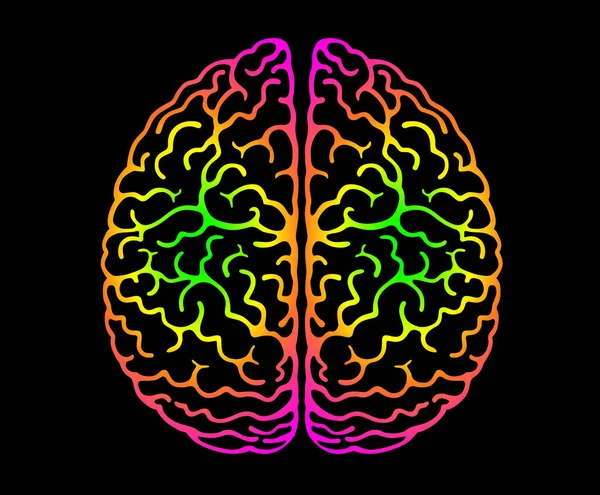 Mänsklig Hjärna Ljusa Färger Svart Bakgrund Cerebral Hemispheres Convolutions Mind — Stock vektor