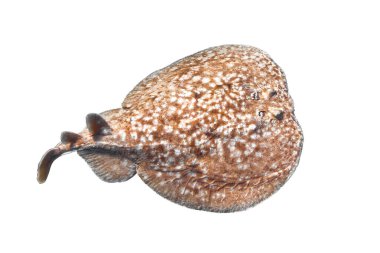 Panter elektrik ışını (Torpido panthera) beyaz arka planda izole edilmiştir. Tehlikeli sualtı hayvanı, Kızıl Deniz, Mısır. Leopar vatoz, dalış fotoğrafçılığı. Hint-Pasifik Okyanusu balığı. Kes şunu..