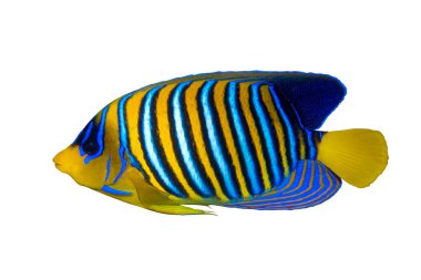 Kraliyet Melek Balığı (Regal Angel Fish), beyaz arka planda izole edilmiş bir mercan balığıdır. Mavi okyanus suyunda sarı yüzgeçli, turuncu, beyaz ve mavi çizgili tropikal renkli balıklar. Yan görünüm, kapat, kes.