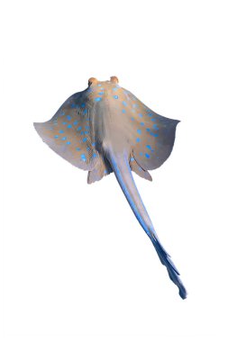 Beyaz bir arka planda izole edilmiş Bluespotted Ribbontail Ray (Taeniura lymma). Suyun altında tehlikeli bir şekilde görülen Stingray Süzülürken Mısır 'da, Kızıl Deniz' de görüldü. Güzel Hint-Pasifik Okyanus Balığı, Kesildi. 