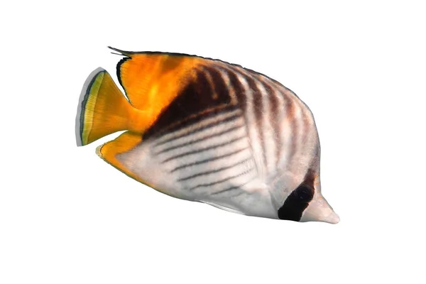 Pesce Farfalla Threadfin Chaetodon Auriga Isolato Sfondo Bianco Pesce Tropicale — Foto Stock