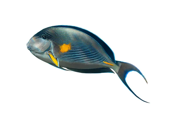 Sohal Surgeonfish Acanthurus Sohal 白い背景に孤立した 黒フィン 黄色と青のストライプ エジプトと熱帯魚 サイドビュー 閉じる — ストック写真