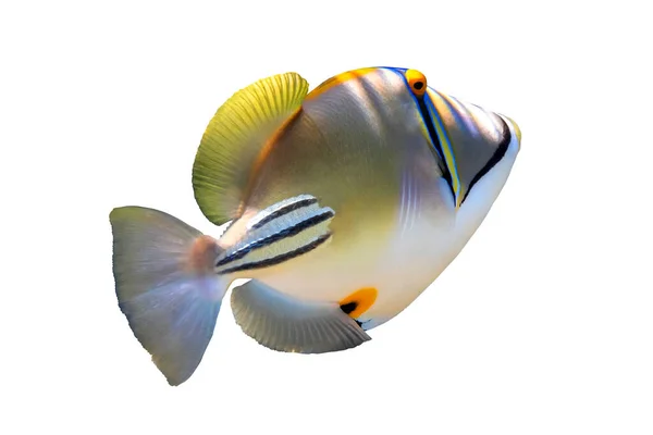 白い背景に隔離されたアラビアのピカッソフィッシュ Rinecanthus Assassi ラグーントリガーフィッシュ 珍しい熱帯の明るい魚 エジプト 閉じる サイドビュー カットアウト 水中写真 — ストック写真