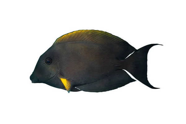 Sailfin Tang Zebrasoma Desjardinii Isolado Fundo Branco Coral Tropical Preto — Fotografia de Stock