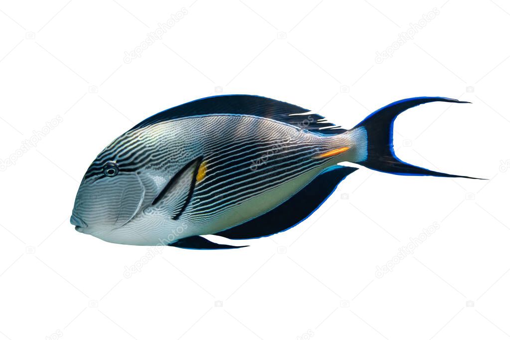 Sohal Surgeonfish (Arabian Acanthurus Sohal) Isolated On White Background. Tropical Fish With Black Fins, Yellow And Blue Stripes, Side View, Close Up.