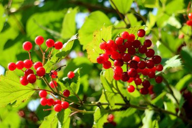     Güneşli ve yaz gününde kırmızı meyveler