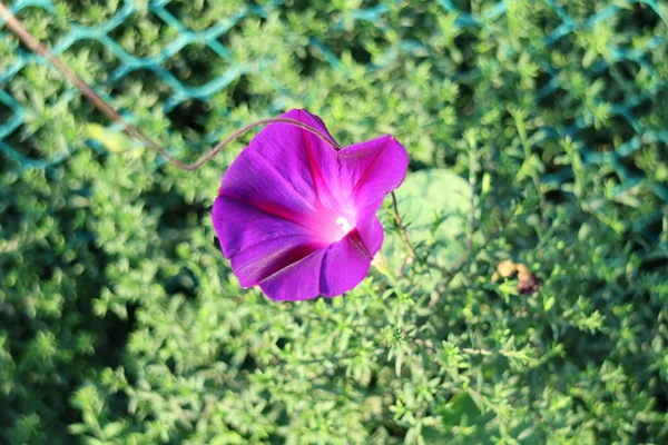 Фіолетова Квітка Спекотний Літній День — стокове фото