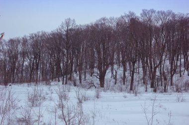 karlı kış manzara ağaçlar ile