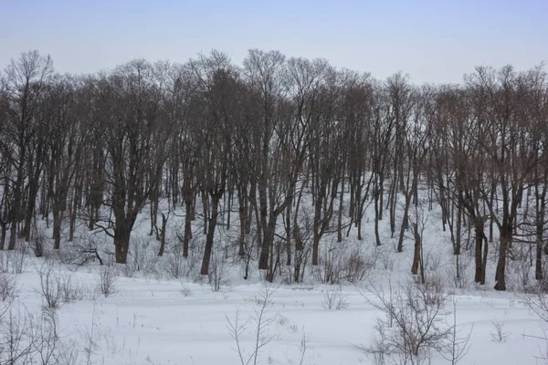 Χειμώνα χιονισμένο τοπίο με δέντρα — Φωτογραφία Αρχείου